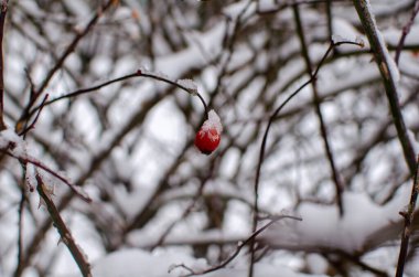Karla kaplı çalılar, kış havası