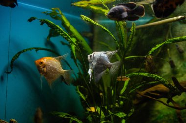 Egzotik büyük balıklı büyük bir akvaryum..