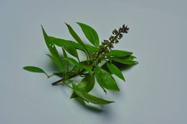 Fesleğen veya bazilika, yaprakları, çiçekleri ve tohumları baharat ve ferahlatıcı olarak kullanılan bir bitkidir.