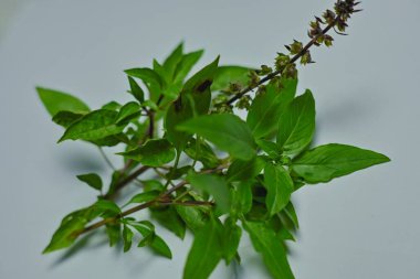 Fesleğen veya bazilika, yaprakları, çiçekleri ve tohumları baharat ve ferahlatıcı olarak kullanılan bir bitkidir.