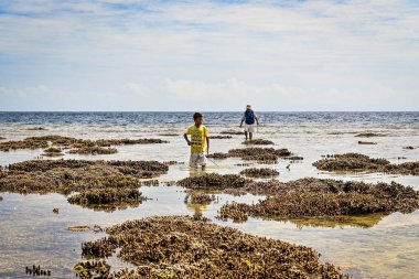 Denizdeki mercan kayalıkları