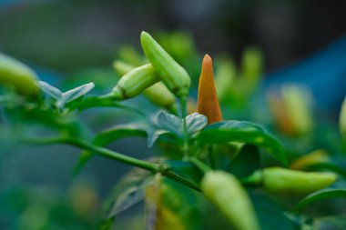 Serada yeşil biber bitkisi, seçici odak ve bulanık arkaplan