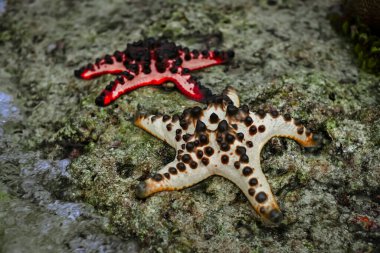 Protoreaster nodozu ya da boynuzlu deniz yıldızı.