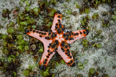 Protoreaster nodozu, yaygın olarak boynuzlu denizyıldızı olarak bilinir.