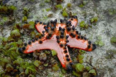 Protoreaster nodozu, yaygın olarak boynuzlu denizyıldızı olarak bilinir.