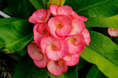 Bahçedeki pembe çiçekleri kapat. Euphorbia Milii çiçeği