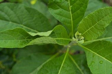 Ormandaki yeşil yaprağı kapat.