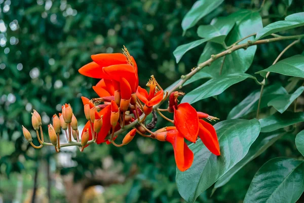 beautiful orange and red flower of the tree, close up