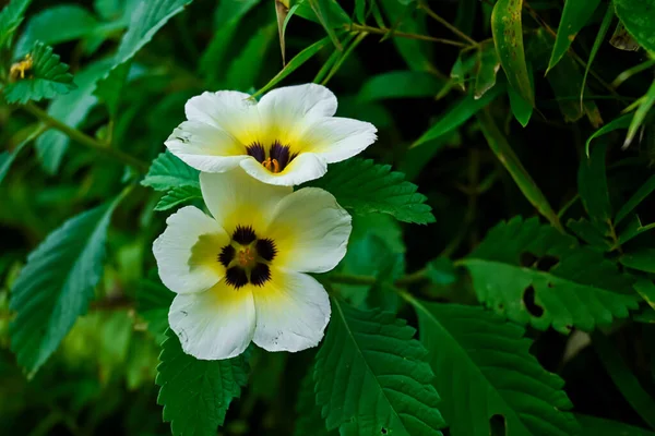 a flower with a yellow center surrounded by green leaves