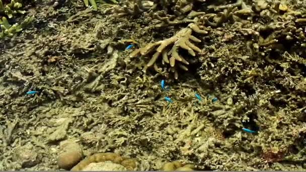 Κοράλλια Και Ψάρια Στην Παραλία — Αρχείο Βίντεο