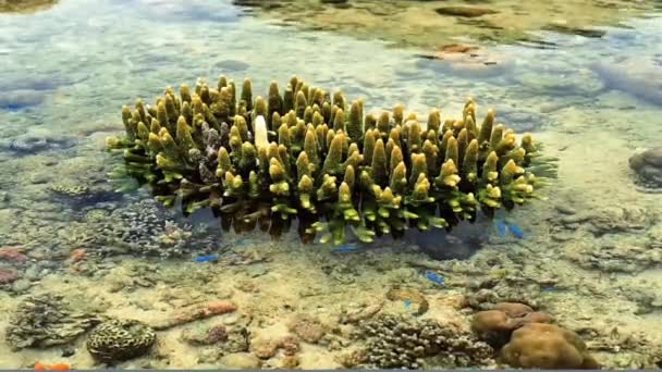 Deniz Manzarası Çok Güzel Doğa — Stok video