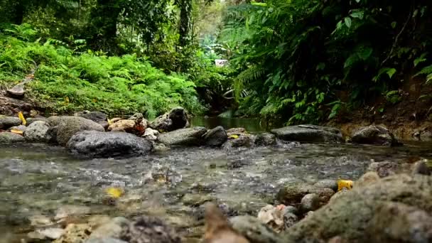 Красивий Водоспад Лісі — стокове відео
