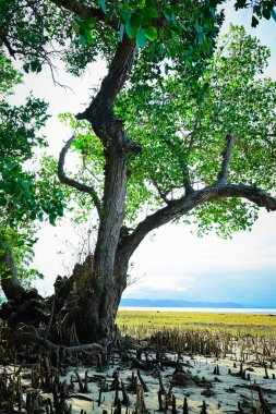 Kumsaldaki mangrov ağaçları