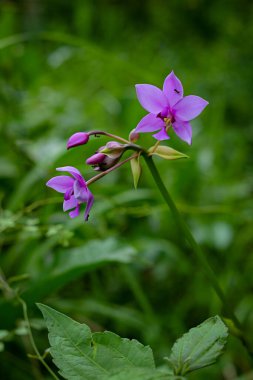 Spatthoglottis plicata, yaygın olarak yer orkidesi olarak bilinir.