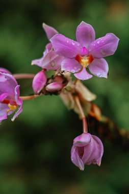 Bahçede bir filizlenmiş orkide çiçeği