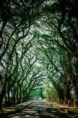 Şehir yolundaki gölgeli ağaçlar