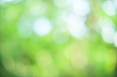 Yaprak yeşili arkaplan bulanıklığı