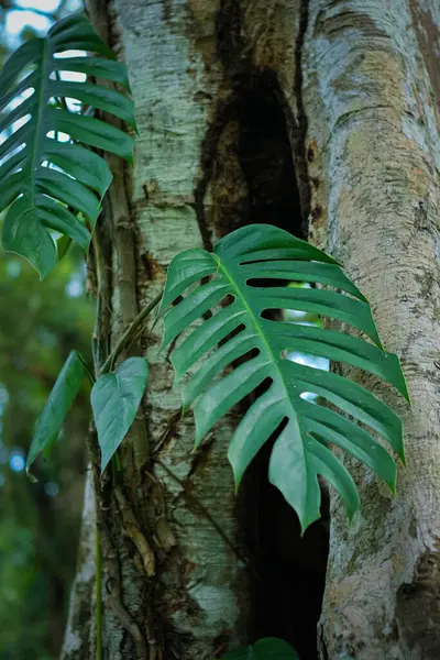 tree trunk with tropical green leaves growing from it