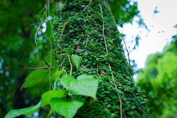 a tree covered in green leaves and vines
