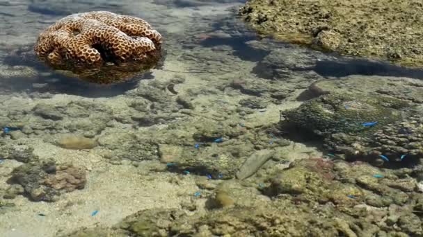 Małe Ryby Wśród Raf Koralowych — Wideo stockowe