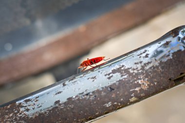 Parktaki çatıda kırmızı böcek var.