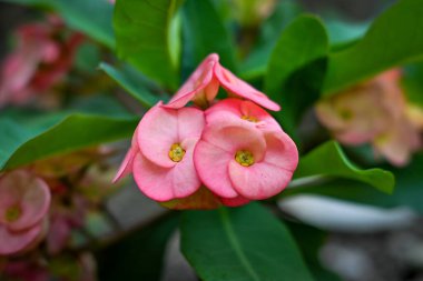 Bahçedeki pembe çiçekler. Euphorbia Milii çiçeği