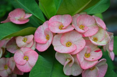 Bahçedeki pembe çiçekler. Euphorbia Milii çiçeği