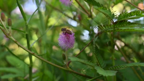 Bee Perched Purple Flower Garden — Stock Video
