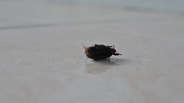 Escarabajo Tuvo Dificultad Para Volar Porque Cayó Boca Abajo — Vídeos de Stock