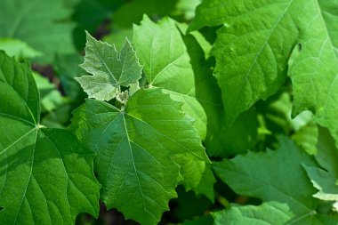 Ormandaki taze yaprakların arka planı