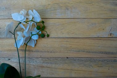 Tahta bir arka planda bir orkide filizi.