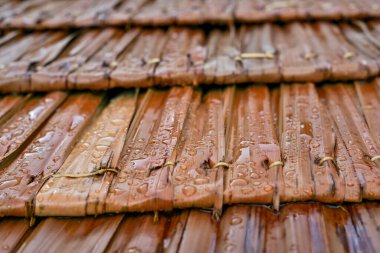 Yaprakların çatısındaki çiğ taneleri