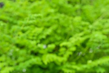 Taze yaprak yeşil bulanık arkaplan