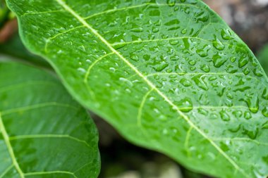 Çiğ kaplı taze bir yaprak.