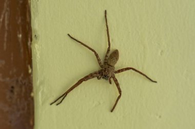 Sarı arka planda Olios argelasius örümceği