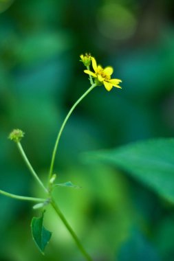 Bahçedeki sarı çiçekler parlak yeşil arka planda
