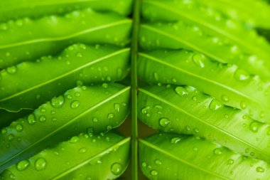 Fresh fern leaves with raindrops clipart