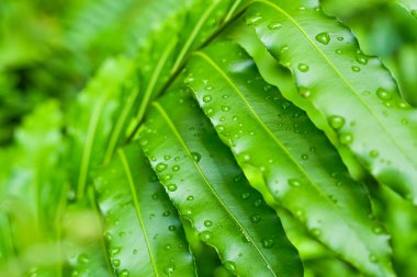 Yağmur damlalı taze eğreltiotu yaprakları