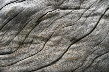 Doğanın doğal ahşap dokusu.