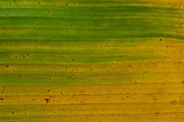 Muz yaprakları sarımsı yeşildirler.