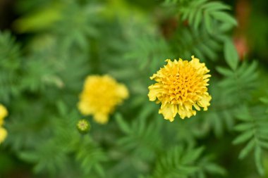 Bahçedeki sarı çiçekler. Kadife çiçekleri ya da bilimsel adıyla Tagetes erekta