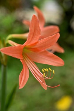 Hippeastrum striatum ya da bahçedeki çizgili Barbados zambağı.