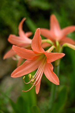 Hippeastrum striatum ya da bahçedeki çizgili Barbados zambağı.