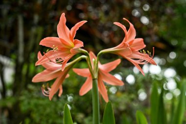 Hippeastrum striatum, or striped Barbados lily in the garden clipart