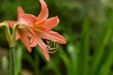 Hippeastrum striatum ya da bahçedeki çizgili Barbados zambağı.