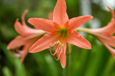 Hippeastrum striatum, or striped Barbados lily in the garden clipart