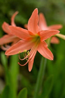 Hippeastrum striatum ya da bahçedeki çizgili Barbados zambağı.