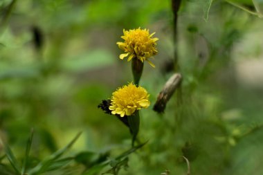 Bahçedeki sarı çiçekler. Kadife çiçekleri ya da bilimsel adıyla Tagetes erekta