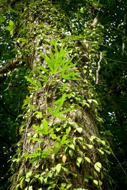 Üzümlerle kaplı ağaç gövdesi.