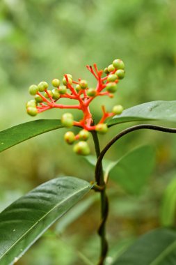 Jatropha podagrica is an upright herb that has medicinal properties clipart